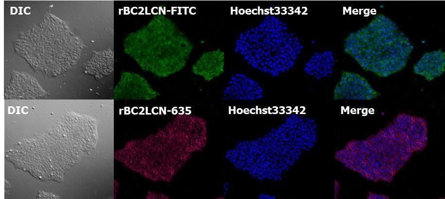 Fluorescent-labeled rBC2LCN