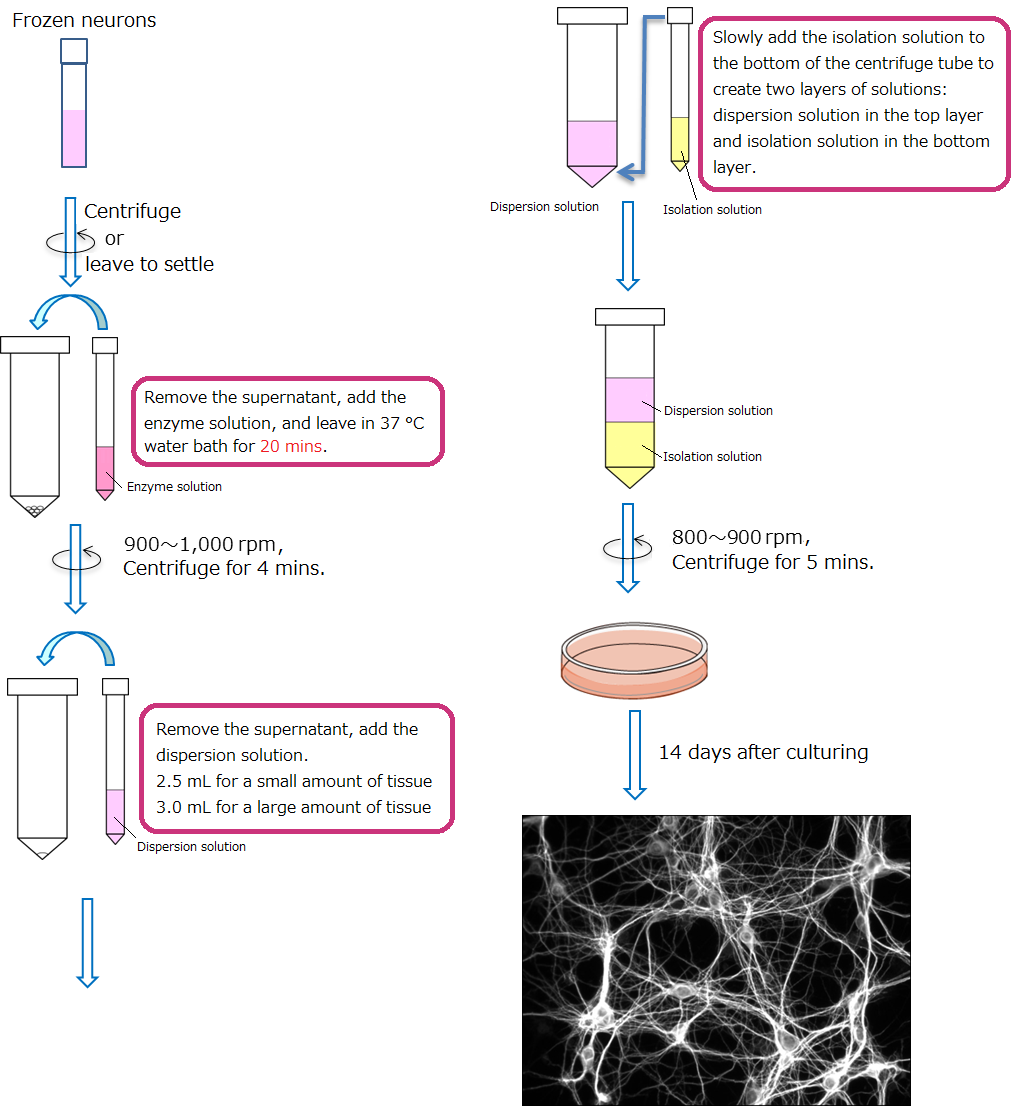 Frozen Neuron Series