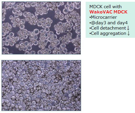 MDCK Cell Culture Medium