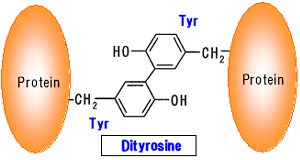 Anti dityrosine (DT) monoclonal antibody