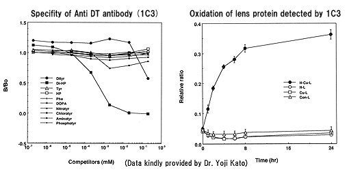 Anti dityrosine (DT) monoclonal antibody