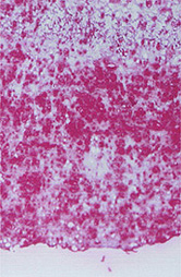 Anti HEL monoclonal antibody(clone 5F12)
