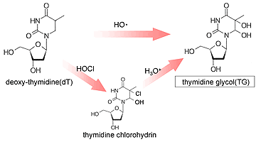 Anti thymidineglycol (TG) monoclonal antibody