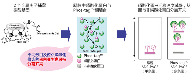 Phos-tag™ 丙烯酰胺                              Phos-tag™ Acrylamide