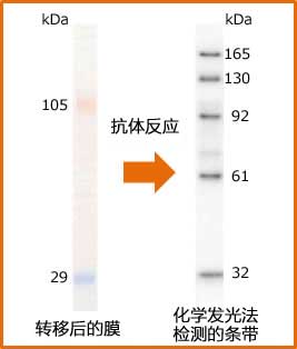 WESTERN-VIEW™ Western蛋白marker                              WESTERN-VIEW™ Western Protein Size Marker(32-165kDa)