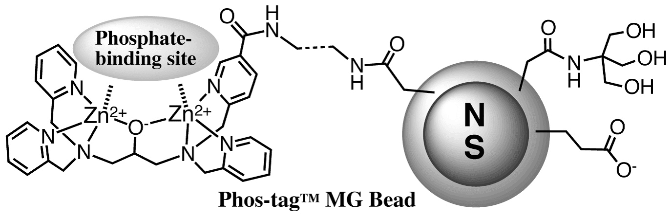 Phos-tag™ MG-Bead                              利用磁珠富集磷酸化蛋白