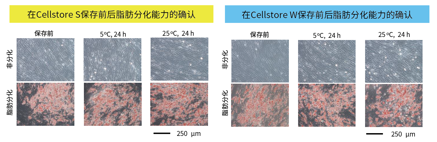 Cellstor S • Cellstor W                              室温/冷藏条件下进行细胞的运输和短期保存！