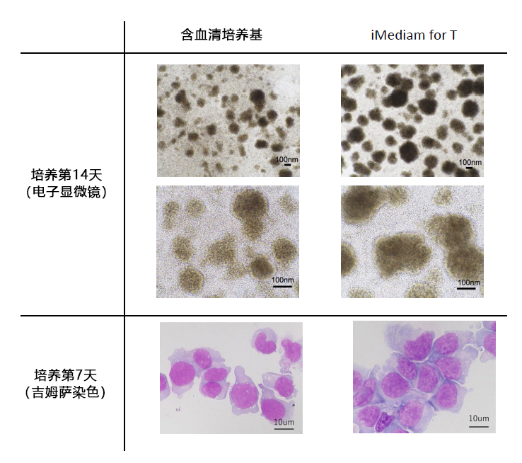 iMediam for T T淋巴细胞无血清培养基