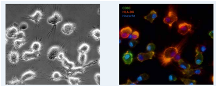 树突细胞培养基 PRIME-XV ™ DENDRITIC CELL MATURATION CDM