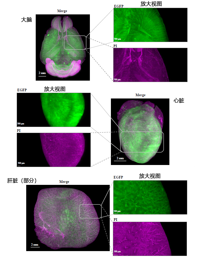 CUBIC组织透明化试剂                              具有单细胞分辨率的全脑/全身成像
