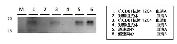 外泌体分离用单克隆抗体 Anti CD9，CD63，CD81