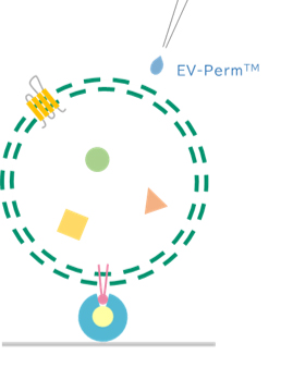 EV-Perm™ 外泌体膜渗透处理用试剂盒