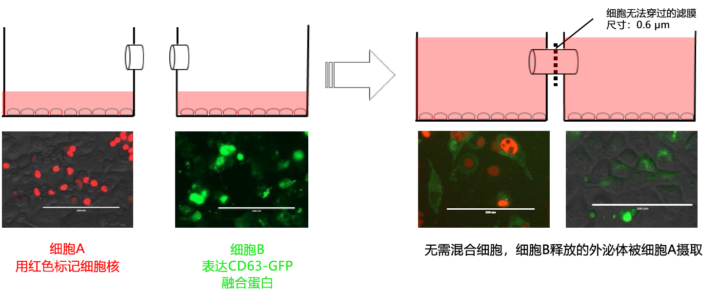 水平连接细胞共培养板 UniWells™ Horizontal Co-Culture Plate