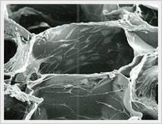 去端肽胶原，蜂窝海绵                              Atelocollagen  Honeycomb