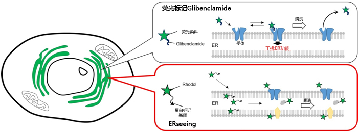ERseeing ＜Endoplasmic Reticulum Green＞ 对活细胞影响少，适于长时间成像的ER染色试剂