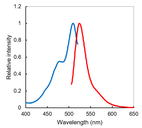 ERseeing ＜Endoplasmic Reticulum Green＞ 对活细胞影响少，适于长时间成像的ER染色试剂