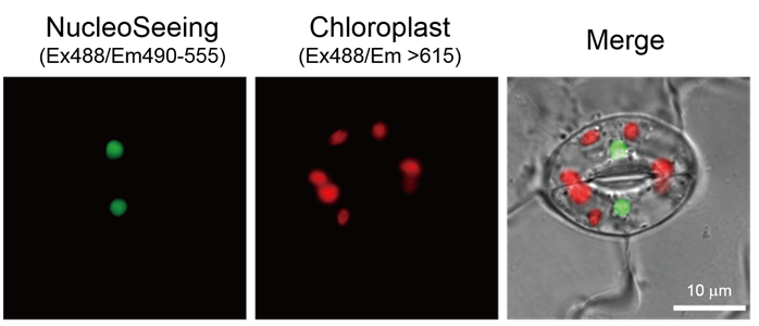NucleoSeeing ＜Live Nucleus Green＞ DNA特异性细胞核实时成像试剂