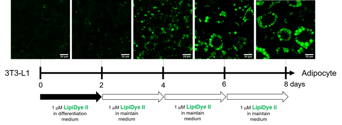 LipiDye Ⅱ                              高灵敏度脂滴长时间成像荧光染料