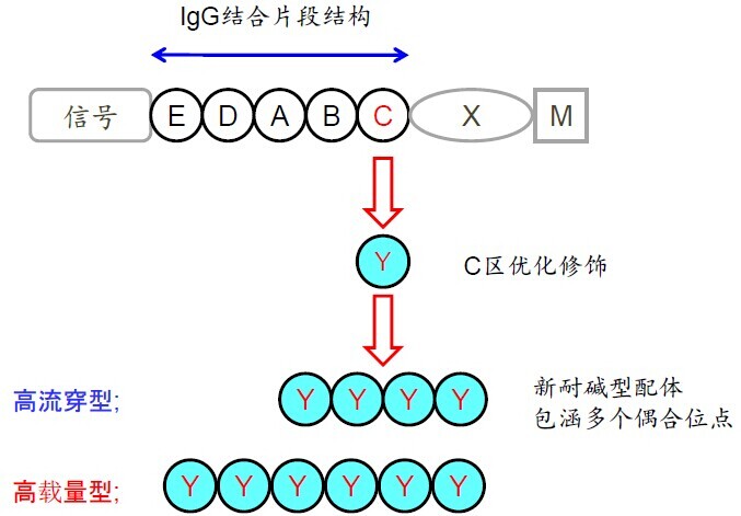 TOYOPEARL AF-rProtein A HC-650F亲和层析填料