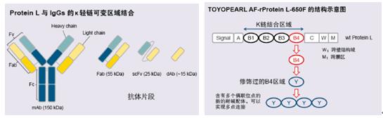 TOYOPEARL AF-rProtein L-650F亲和层析填料